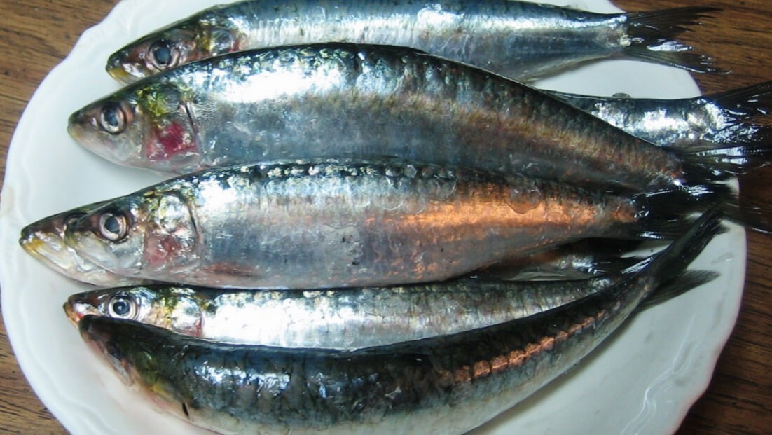Ikan Sarden Indonesia Layak Konsumsi