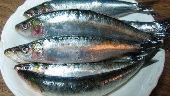 Ikan Sarden Indonesia Layak Konsumsi